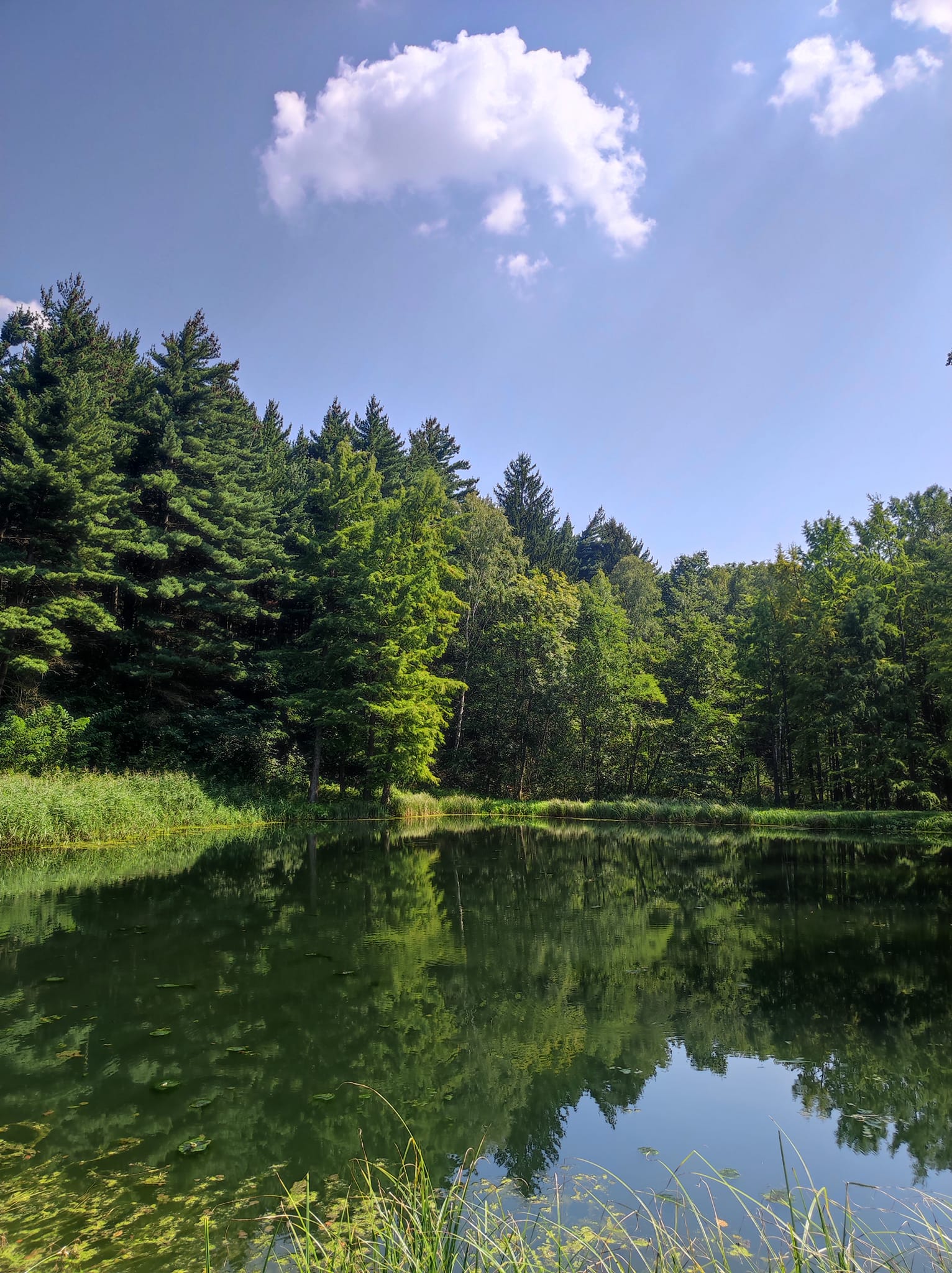 Természet